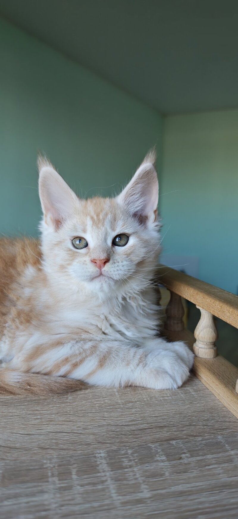 Govard Maine Coon male, red silver tabby