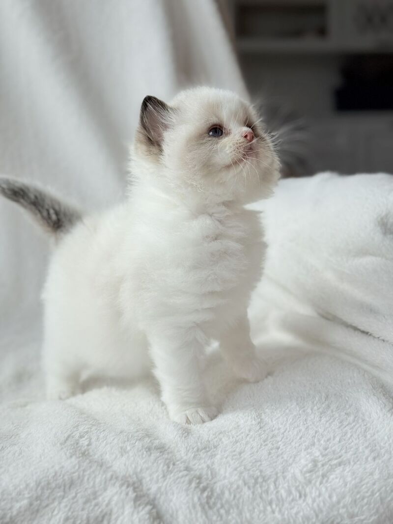 Ramen Ragdoll male black bicolour - live animals