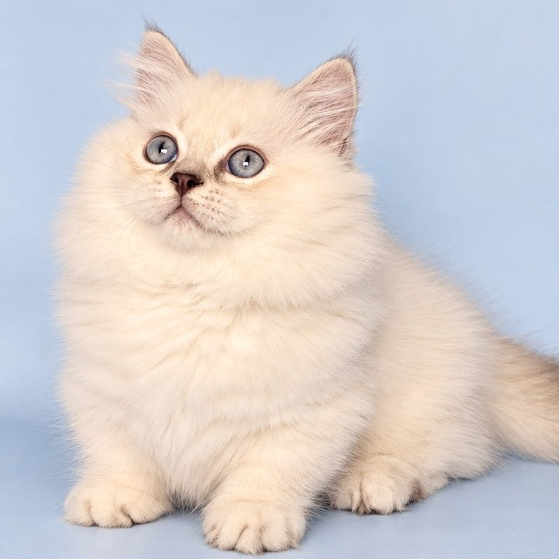 Diana Munchkin female, chocolate silver shaded pointed