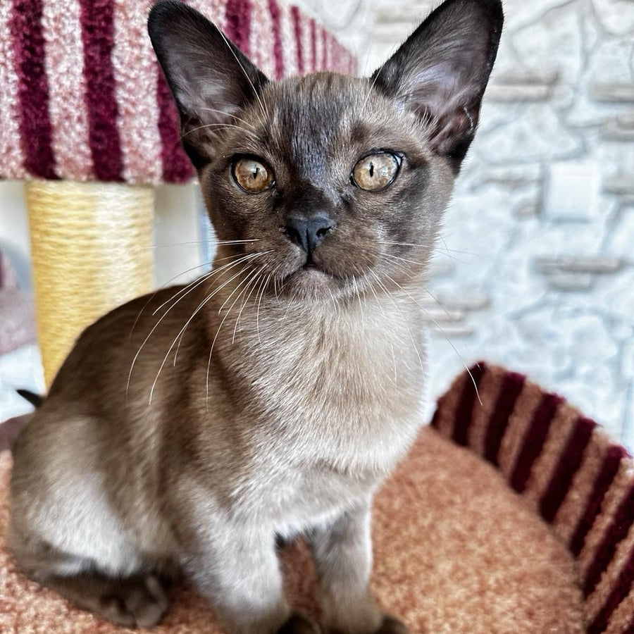 Uma Burmese female, black
