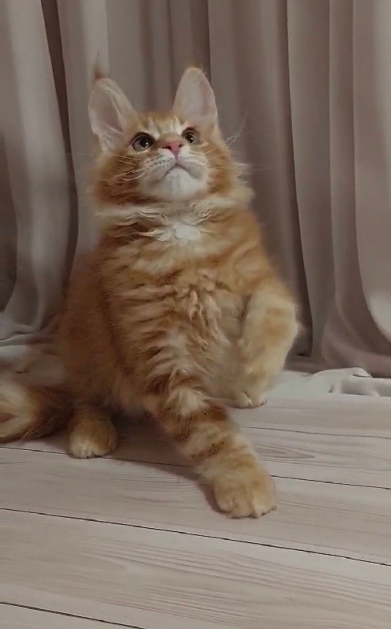 Gellik Maine Coon male red ticked tabby - live animals