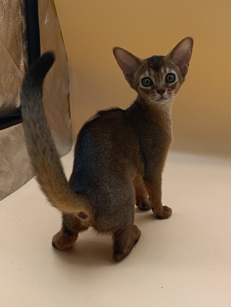 Laura Abyssinian female, ruddy