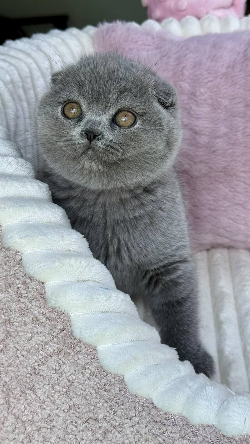 Trixie Scottish Fold female, blue