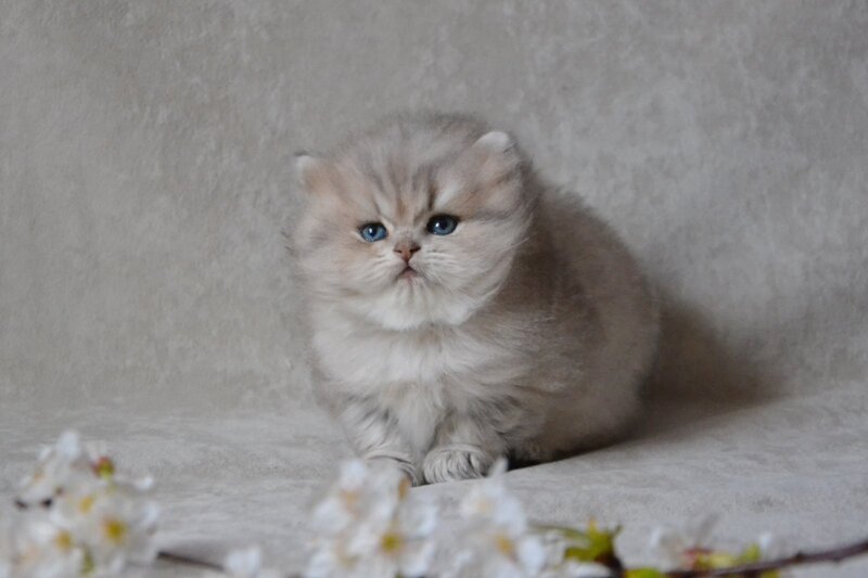 Onyx British Longhair male blue golden ticked tabby - live animals