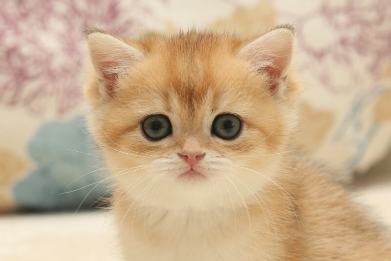 Xandra Scottish Straight female, black golden shaded