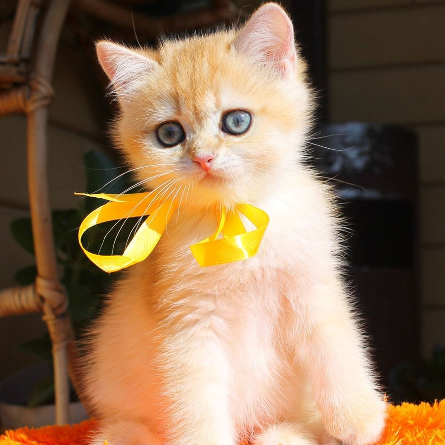 Hloya British Shorthair female, black golden chinchilla