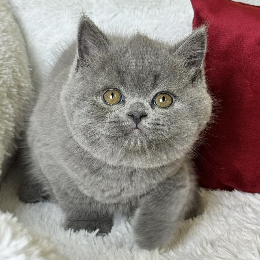 Ash Scottish Straight male, blue