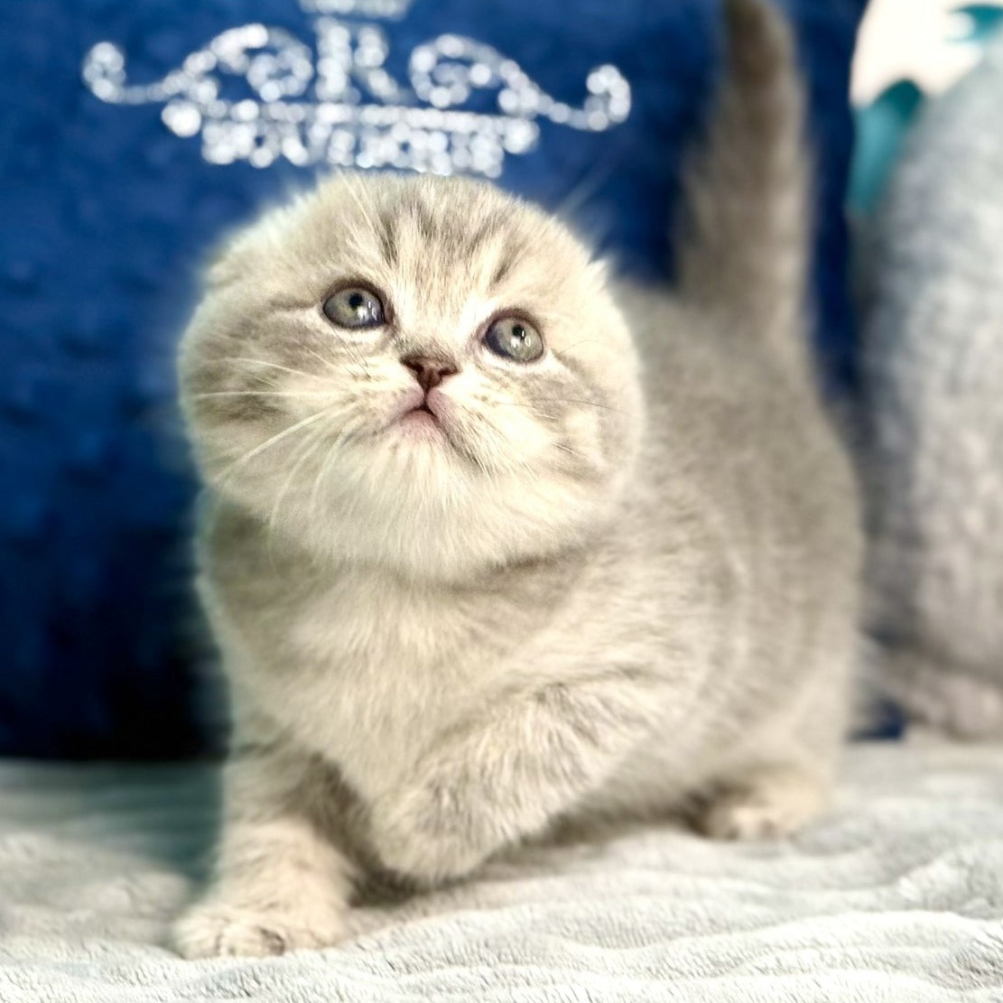 Junior Scottish Fold male, blue tabby pointed