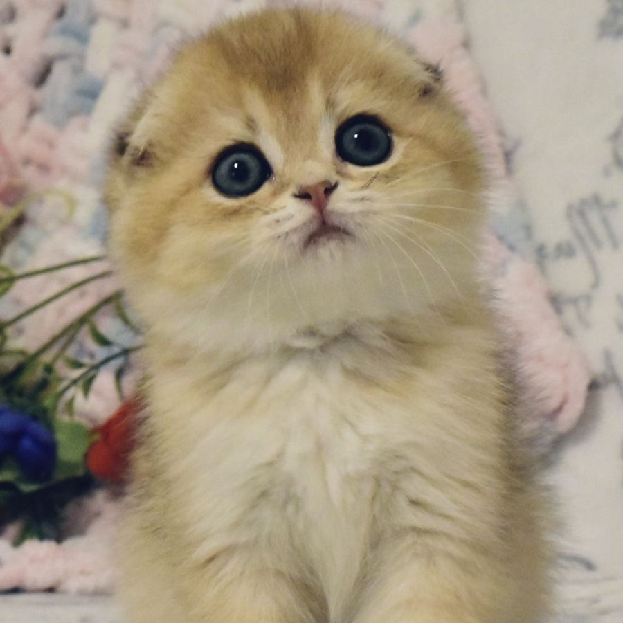 Barni Scottish Fold male, black golden shaded