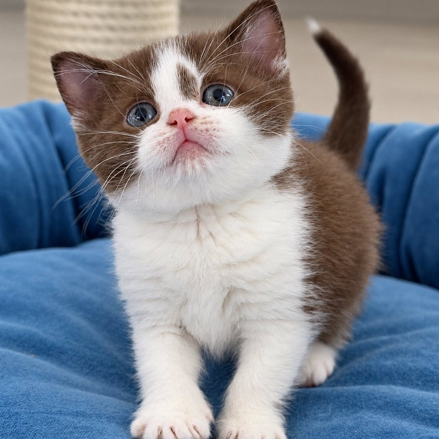 Semi British Shorthair male, chocolate bicolour