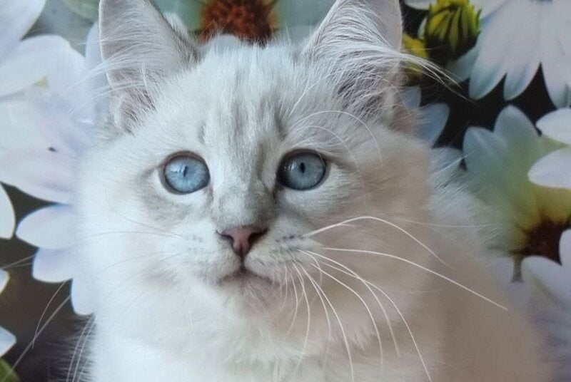 Rainy Siberian female, blue tabby pointed with white