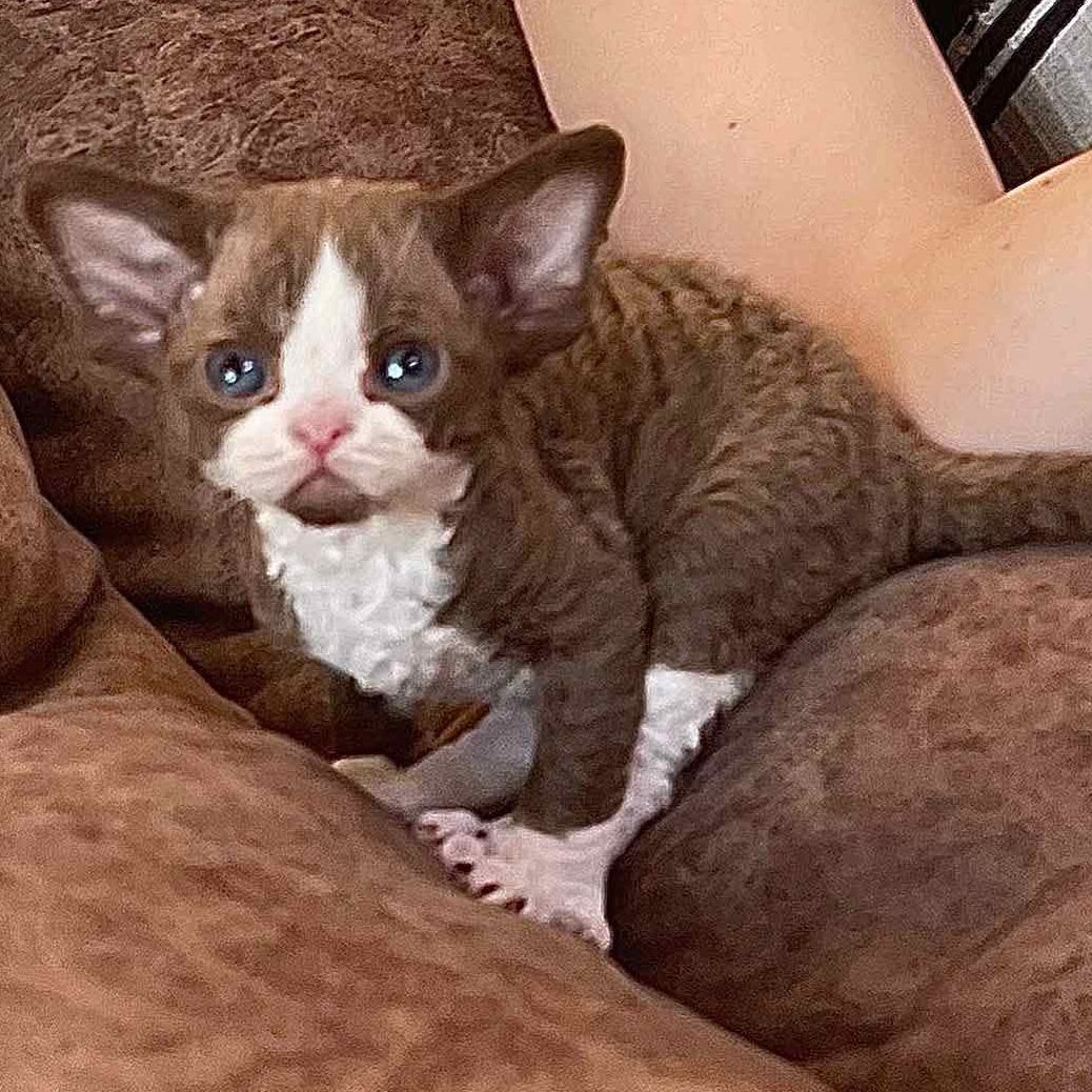 Valentin Devon Rex male, chocolate bicolour