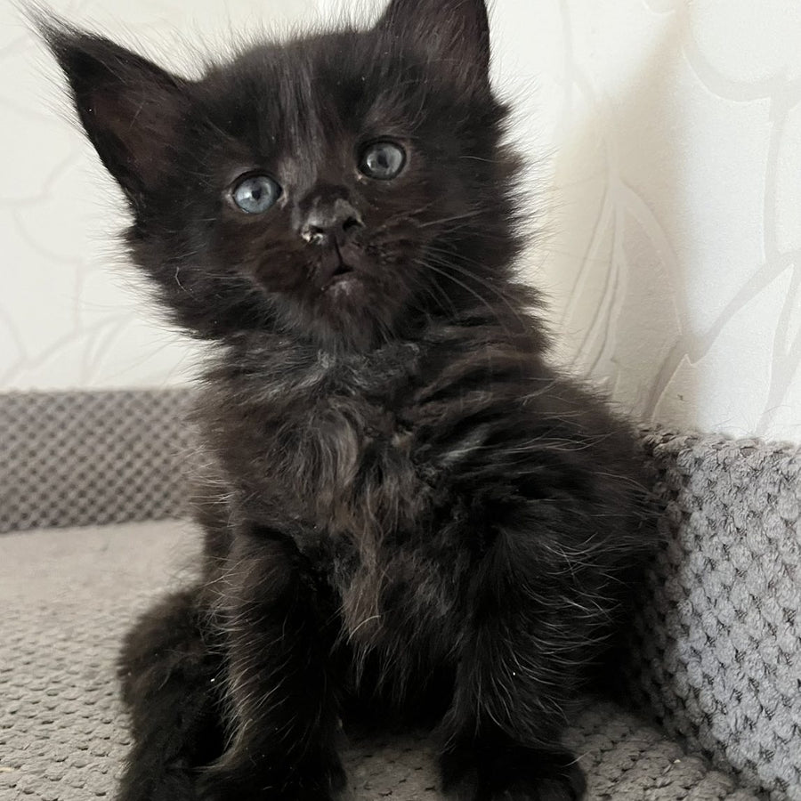 Jasmine Maine Coon female, black