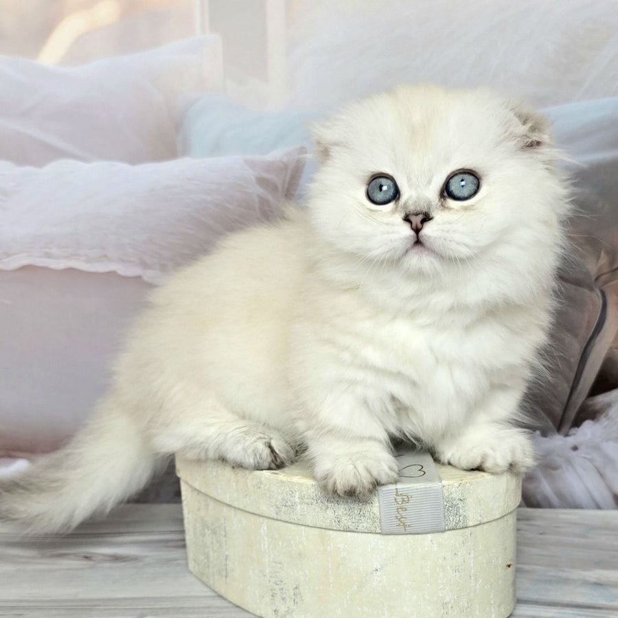 Sapphire Munchkin female, black silver shaded pointed
