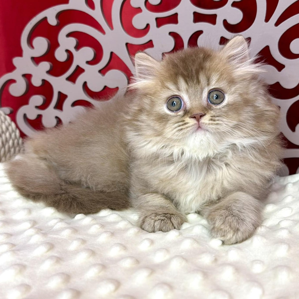 Ervin British Longhair male, cinnamon ticked tabby