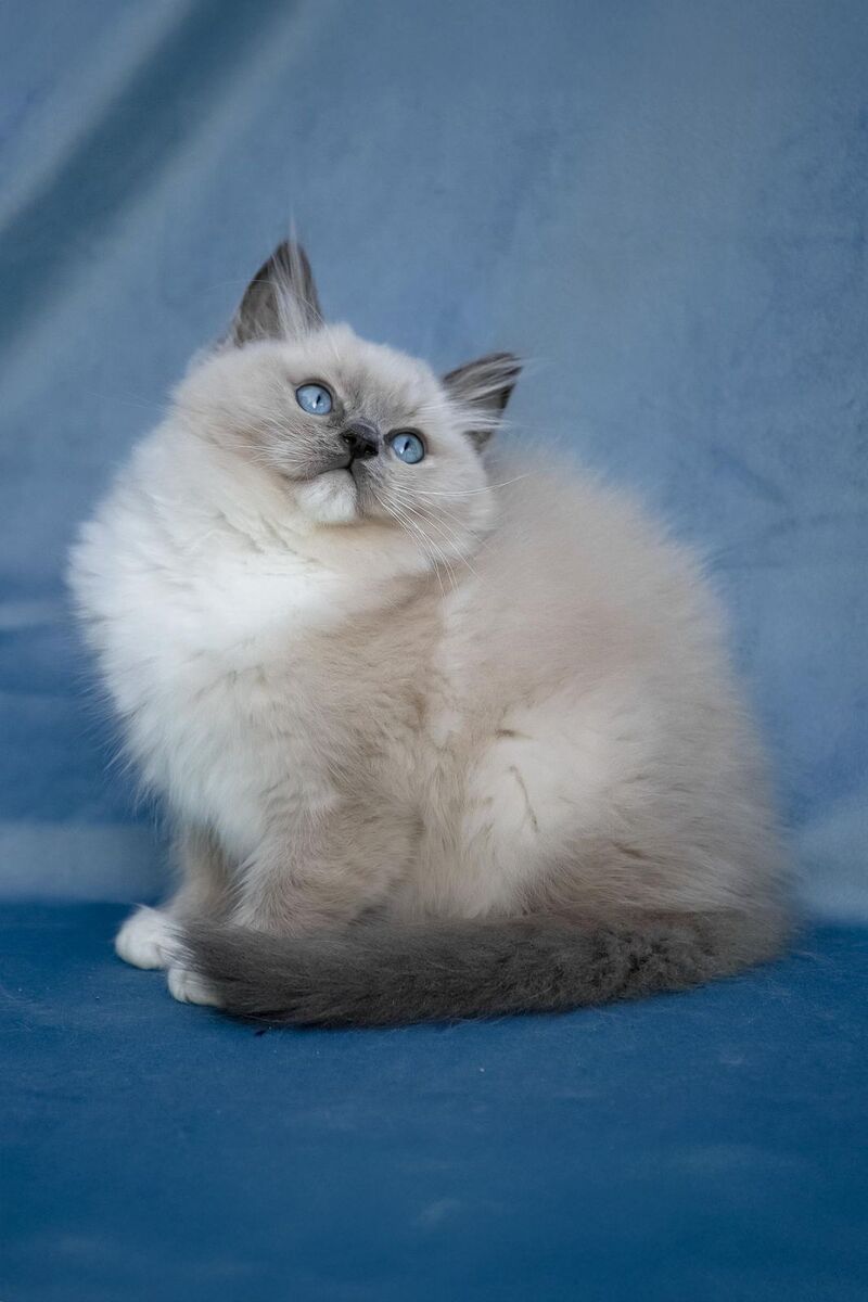 Nox Ragdoll male, blue mitted