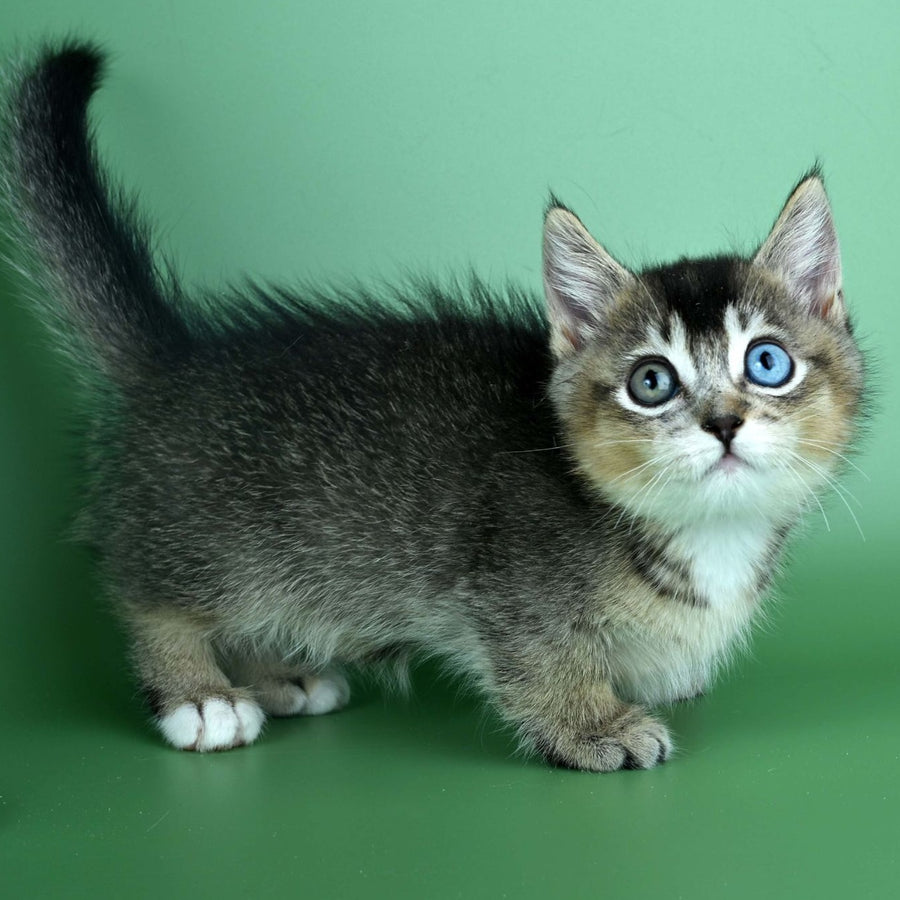 Kai Munchkin male, black ticked tabby