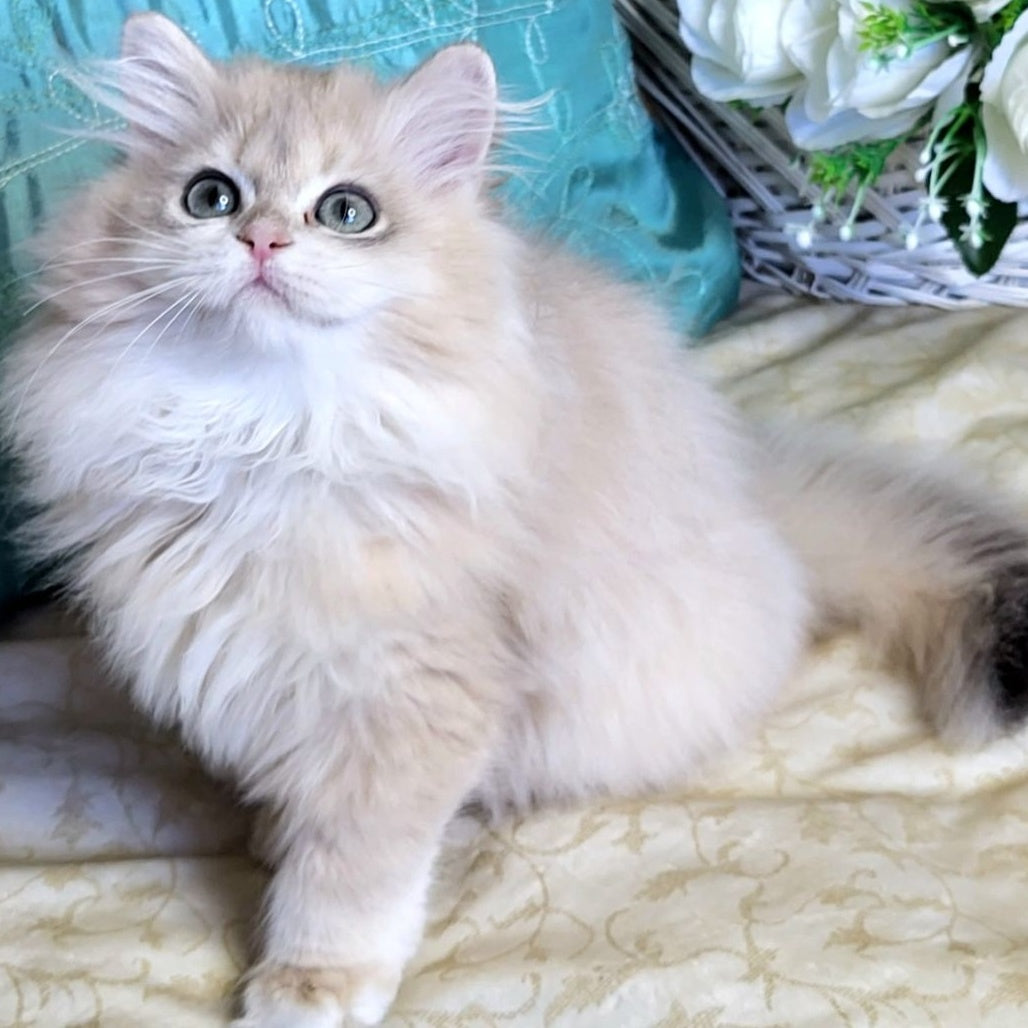 Zemfira British Longhair female, blue golden chinchilla