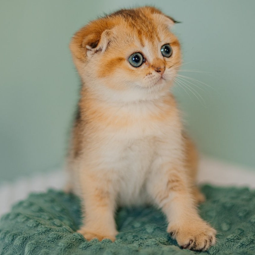Diana Scottish Fold female, black golden ticked tabby