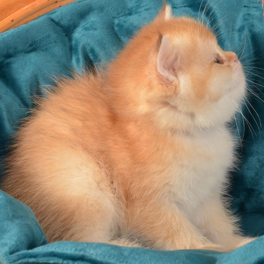 Paulina British Shorthair female, chocolate golden shaded