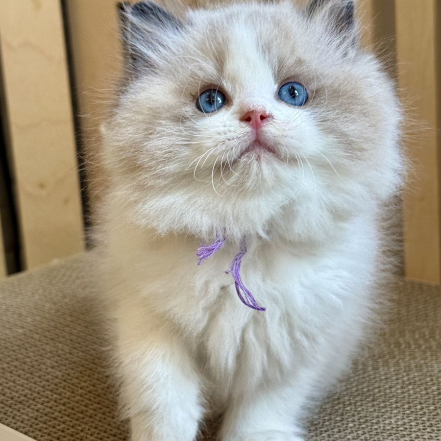 Moon Ragdoll male, black bicolour