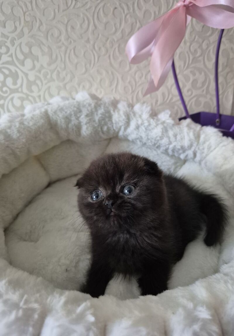 Koko Scottish Fold female chocolate - live animals