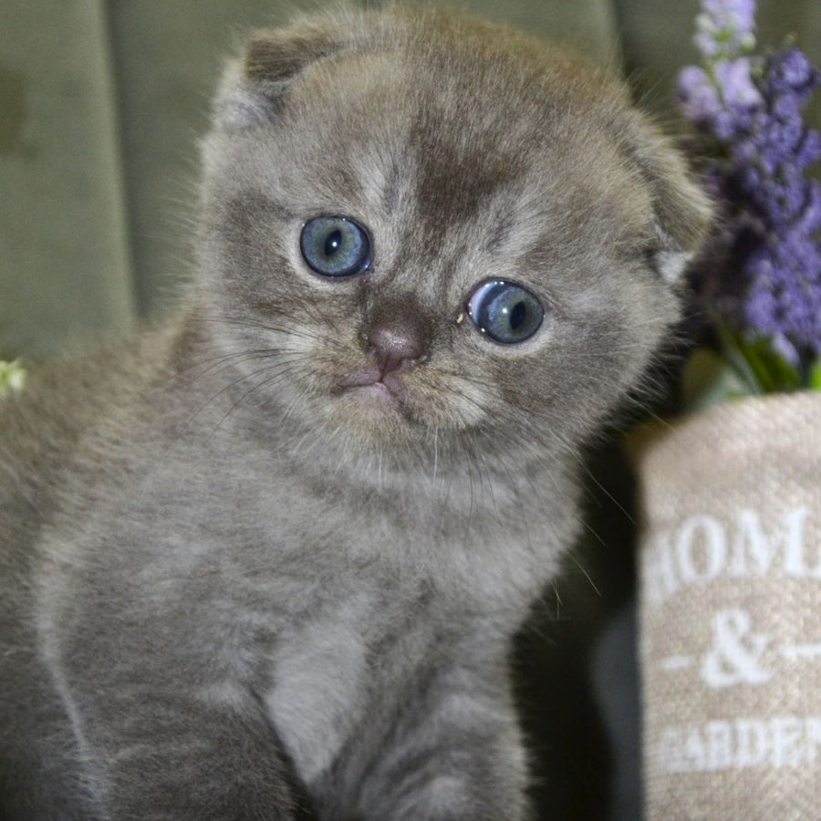 Alex Scottish Fold male, blue ticked tabby