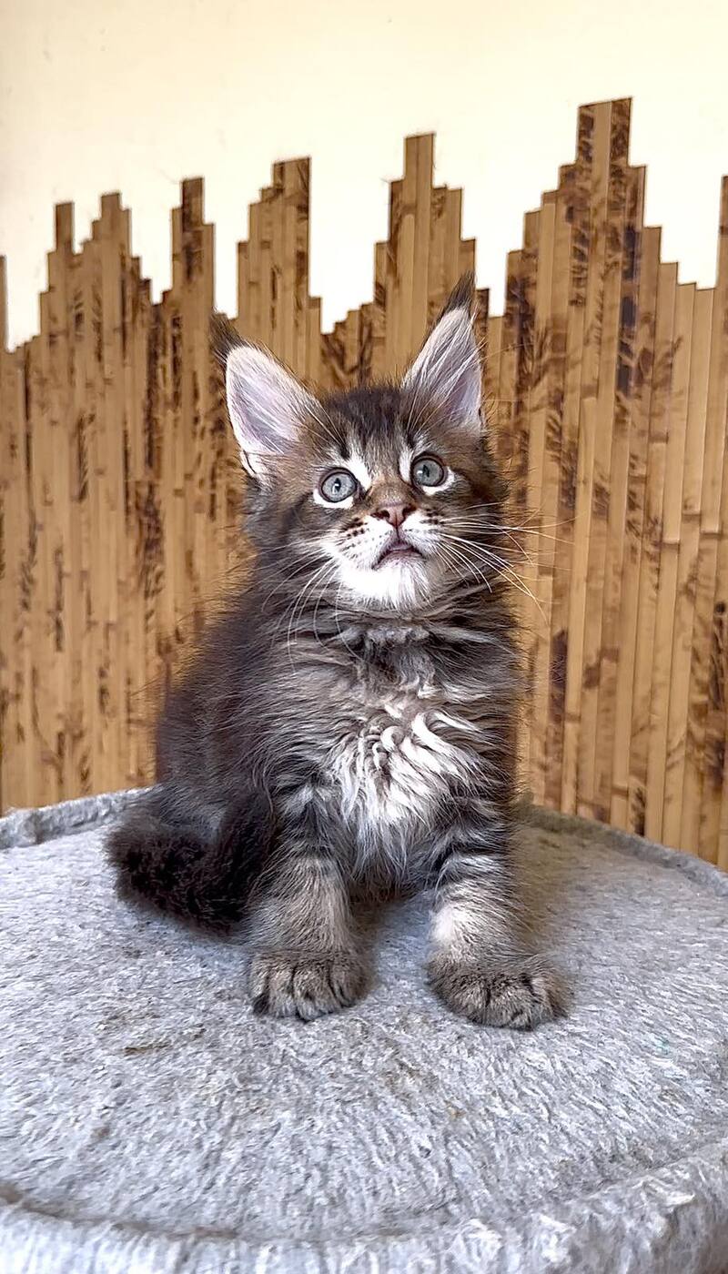 Uzhik Maine Coon male, black ticked tabby