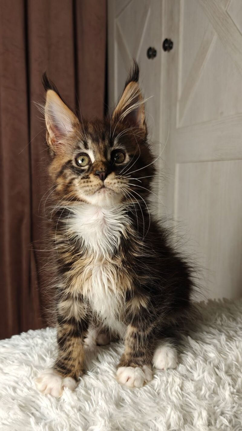 Quill Maine Coon female black tabby bicolour live animals