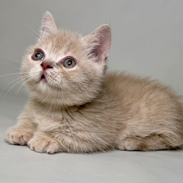 Odie Munchkin male, lilac