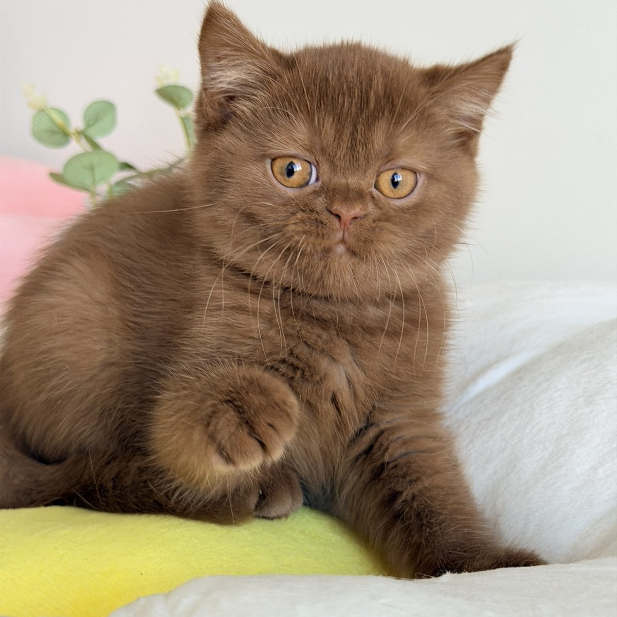 Shelly British Shorthair female, cinnamon