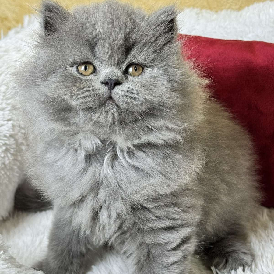 Amigo Scottish Straight male, blue