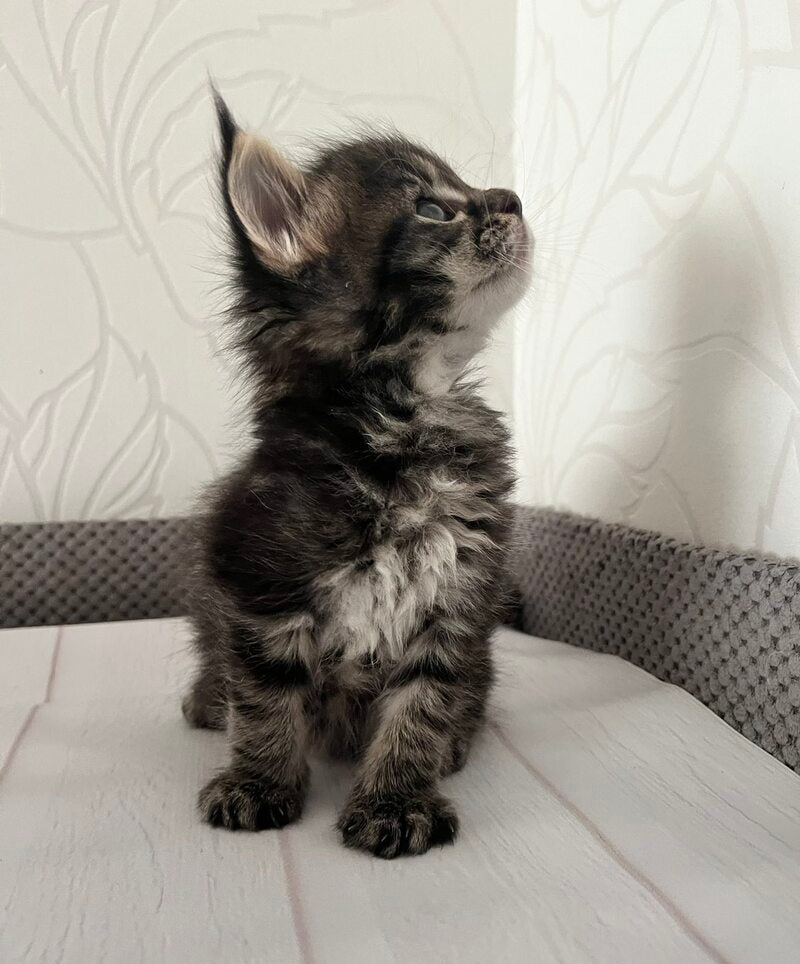 Iris Maine Coon female, black tabby