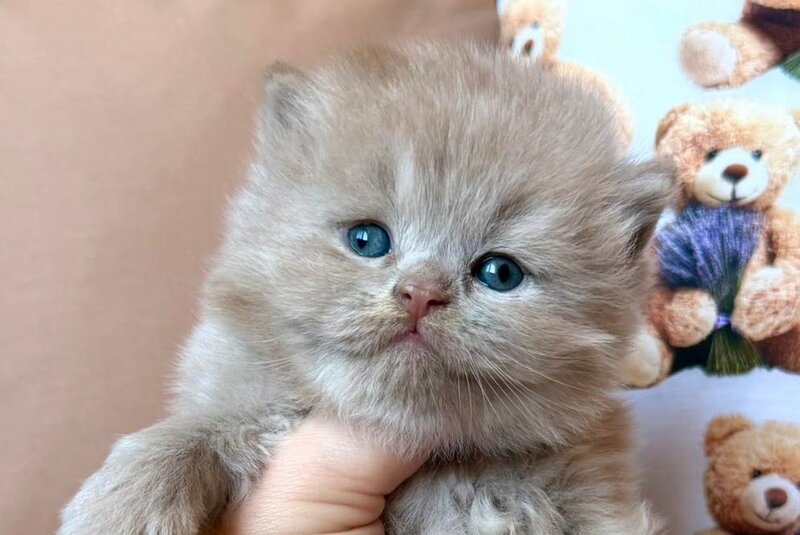 Fabian British Longhair male fawn - live animals