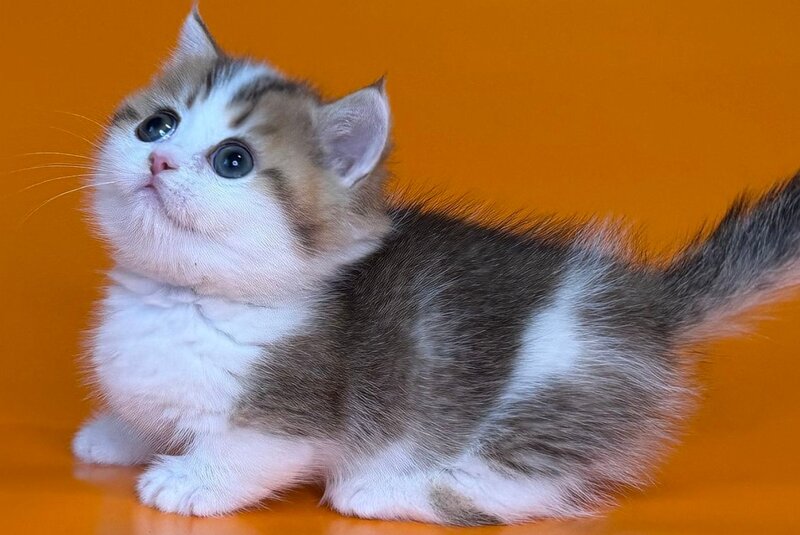 Yavik Munchkin male black golden ticked tabby - live animals
