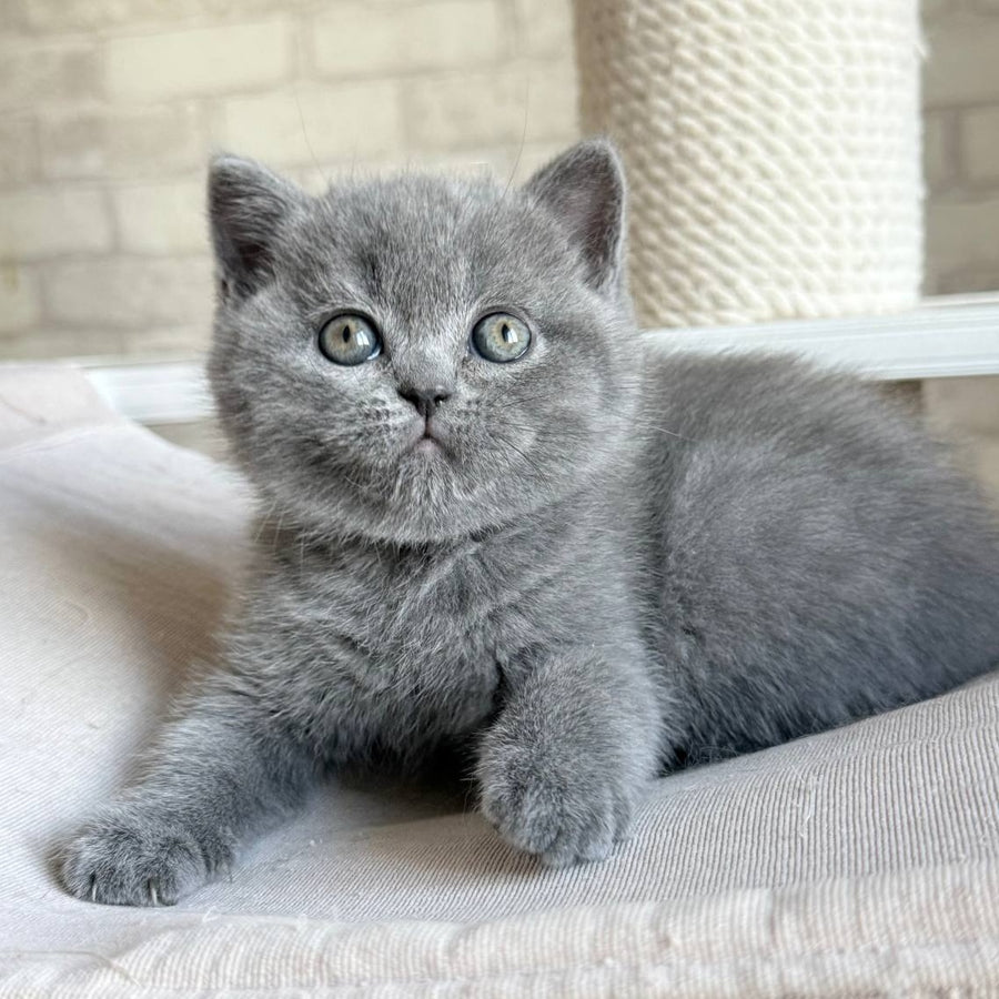 Nolan Scottish Straight male, blue