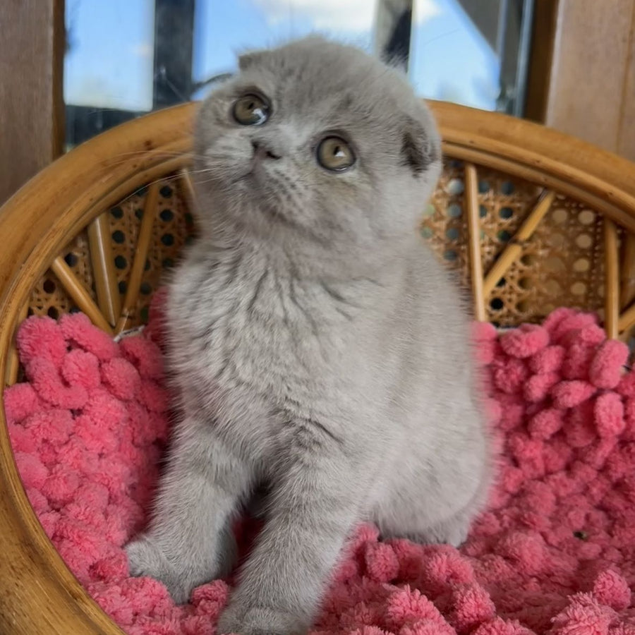 Nemo Scottish Fold male, lilac