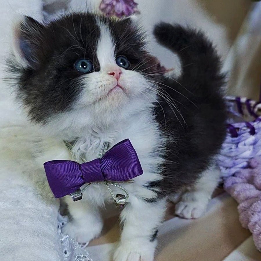 Velvet Scottish Straight male, black bicolour tabby