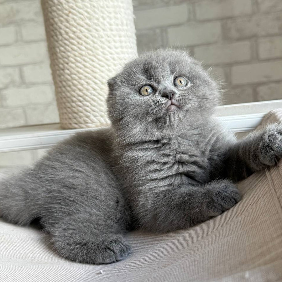 Nora Scottish Fold female, blue