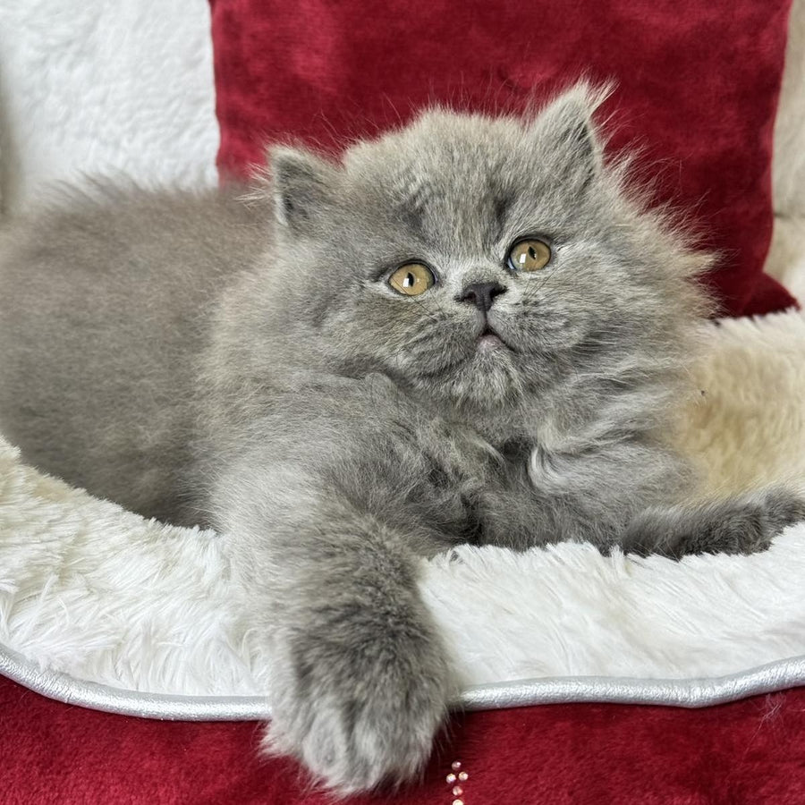 Amigo Scottish Straight male, blue