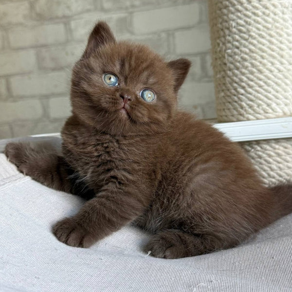 Bruno British Shorthair male, chocolate