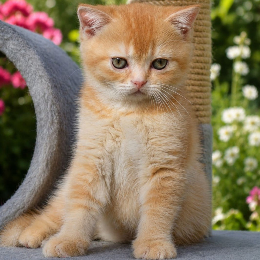 Oliver Scottish Straight male, red ticked tabby
