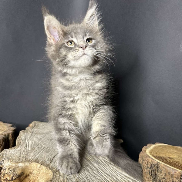 Piper Maine Coon female, blue tabby