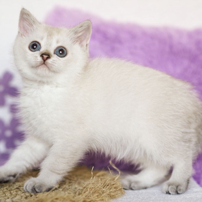 Uiliam Scottish Straight male, black ticked tabby pointed