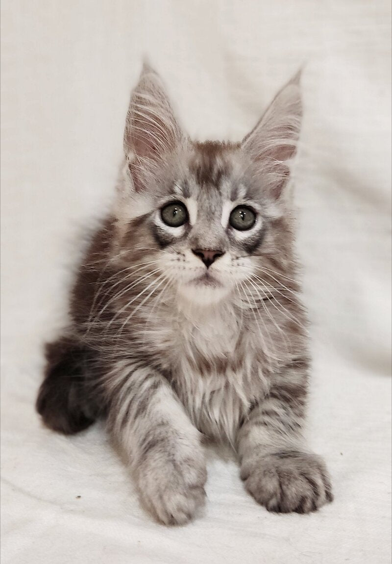 Dzheyk Maine Coon male, black silver tabby