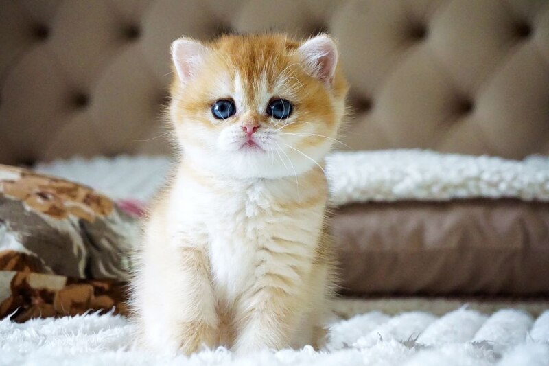 Iris British Shorthair female, black golden chinchilla