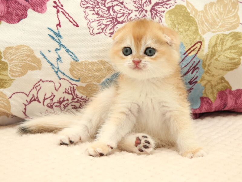 Yantar Scottish Fold male black golden chinchilla - live animals