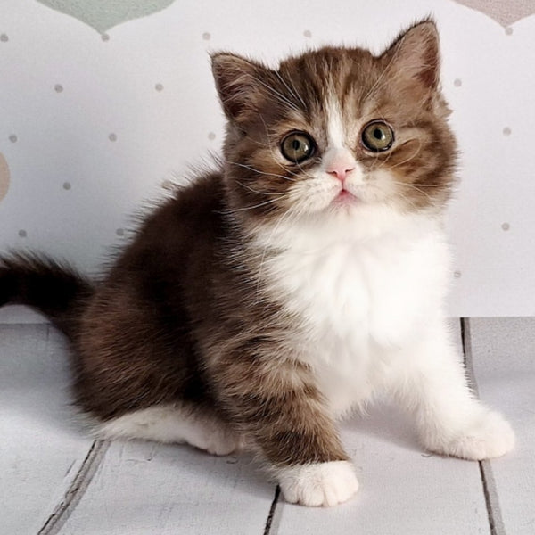 Blossom Scottish Straight male, chocolate tabby bicolour