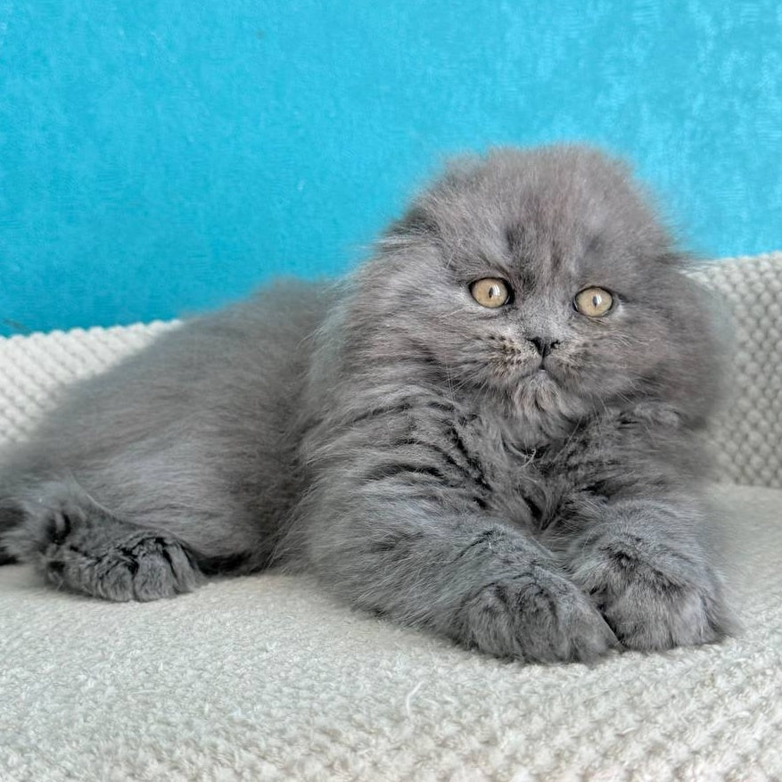 Kasper Scottish Fold male, blue