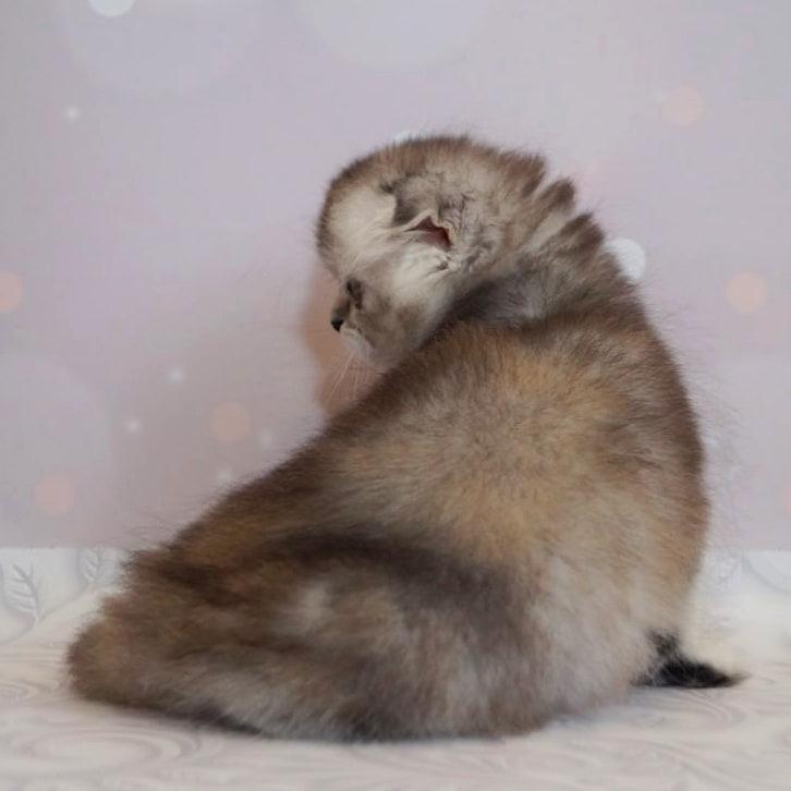 Peony Scottish Fold female, black tortie silver ticked tabby